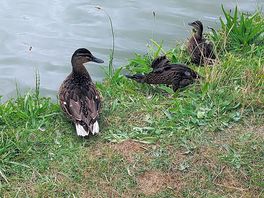 Ducks on the fatm