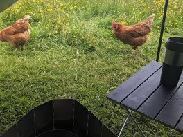 A visit from the locals