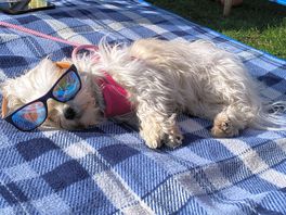 Chill dog