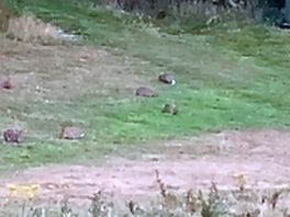 Bunnies!