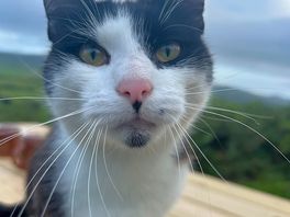 Kitty