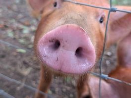 Pig