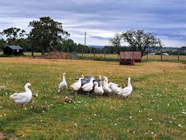 Geese in the next field.