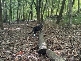 Our cat loved the secluded site!