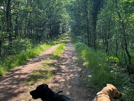 Dog walking in the forest.