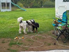 Dog friendly