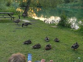 Ducks
