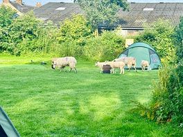 Sheep passing by