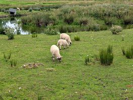 Grazing sheep near the entrance