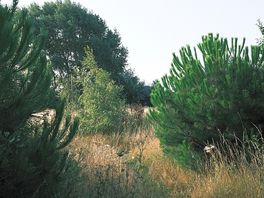 Walking the meadow 2