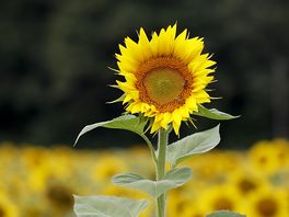 Verheven zonnebloem