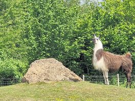 Llama