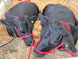 New forest & hampshire county show