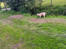 Dog friendly.