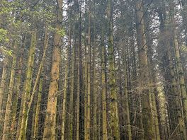 Woodland walk