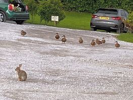 ‘daphne’ bringing her friends for breakfast.