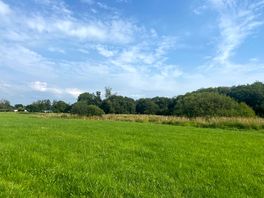 Dog walking field