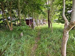 Woodland area