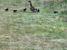 School run!