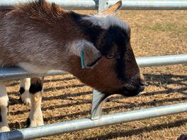 Such gentle goats