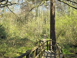 Woodland walk to the tarka trail