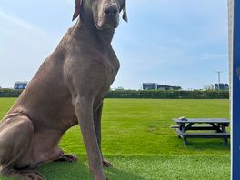 Completing the agility course