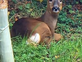 Spotted a deer walking round the site !