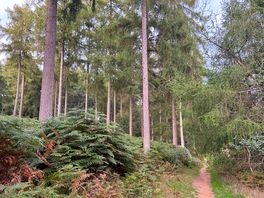 So peaceful walking through forest