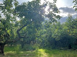 Apple trees