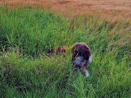Tranquil dog walk round the barley field