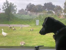 Our dog watching geese and goslings