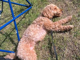 Dog sunbathing