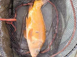Lovely fish
