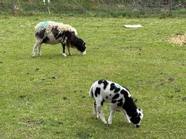 Locals
