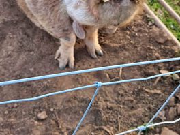 Kunekune pigs