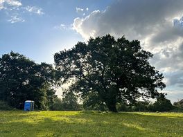 The most beautiful old tree in the middle of the site!