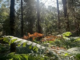 Walks