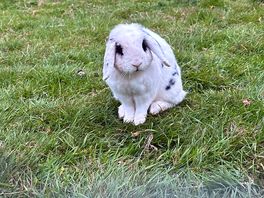 Bunny in the chicken pen.
