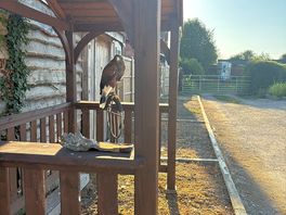 Harris hawk
