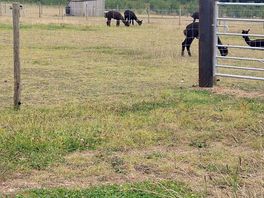 Alpaca field