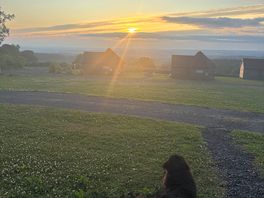 Our dog watching the sunrise