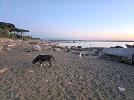 Dogs loving the beach