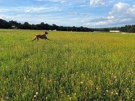 Dog field
