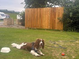 Our dog on site