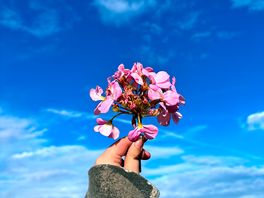Pretty flowers near the pig pen we found on the ground nearby
