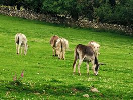 The farm animals