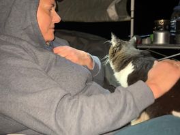 Feline friends