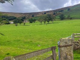 The farm