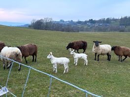When walking through the farm we could see sheep and lambs