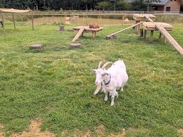 Lovely big enclosures tailored to the goats needs.